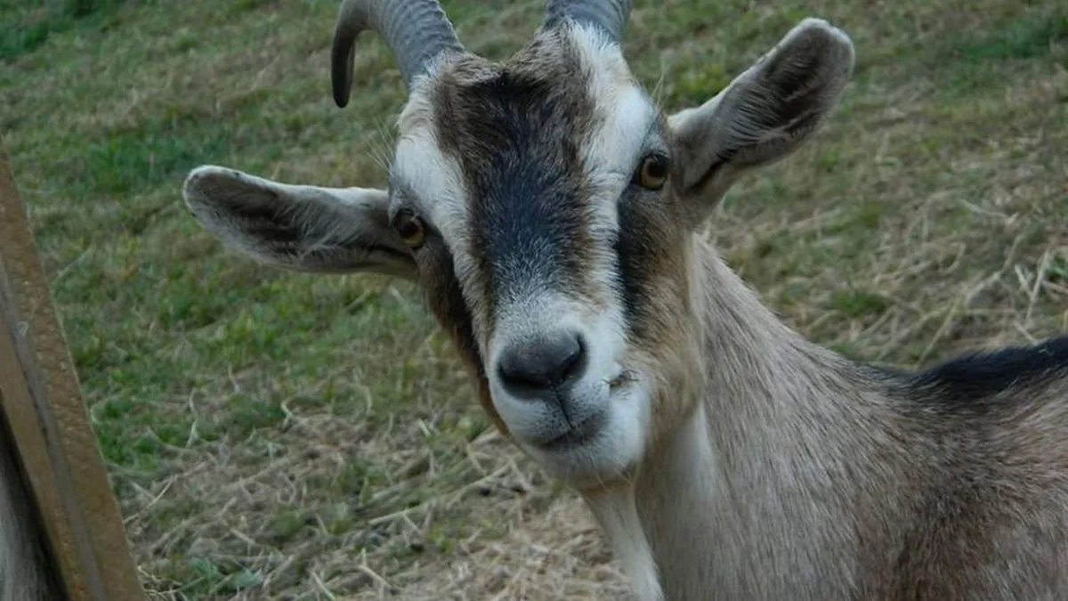 Curious goat looking straight at the camera over the paddock fence