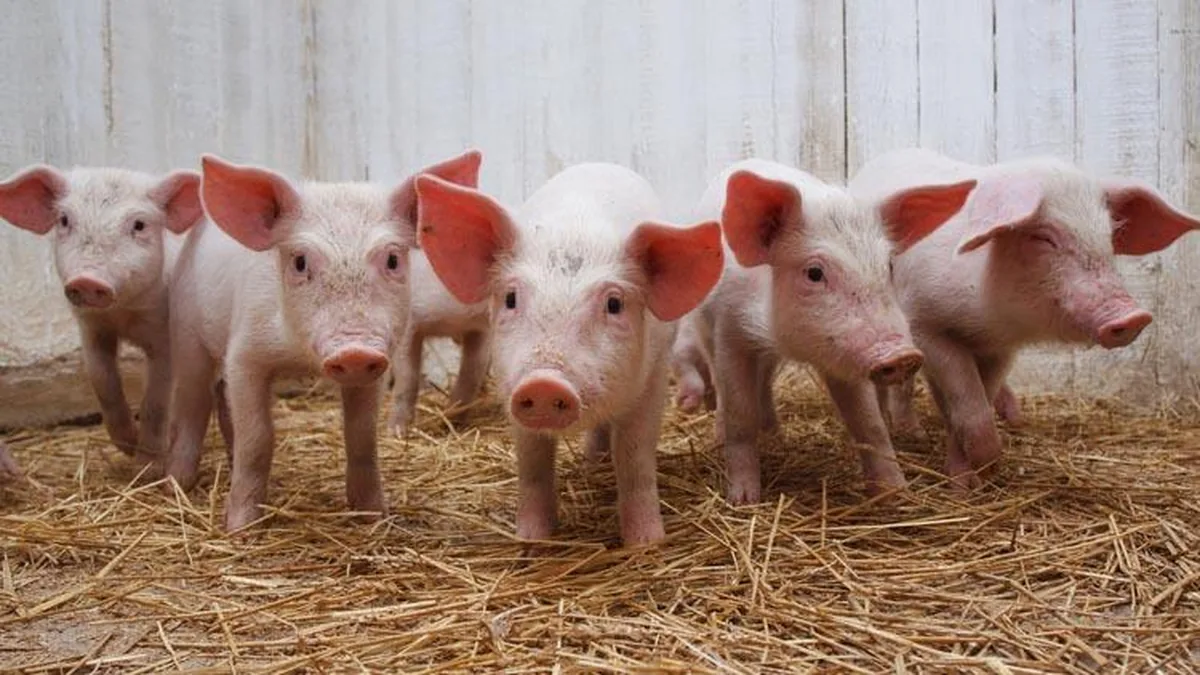 Row of piglets standing in fresh straw