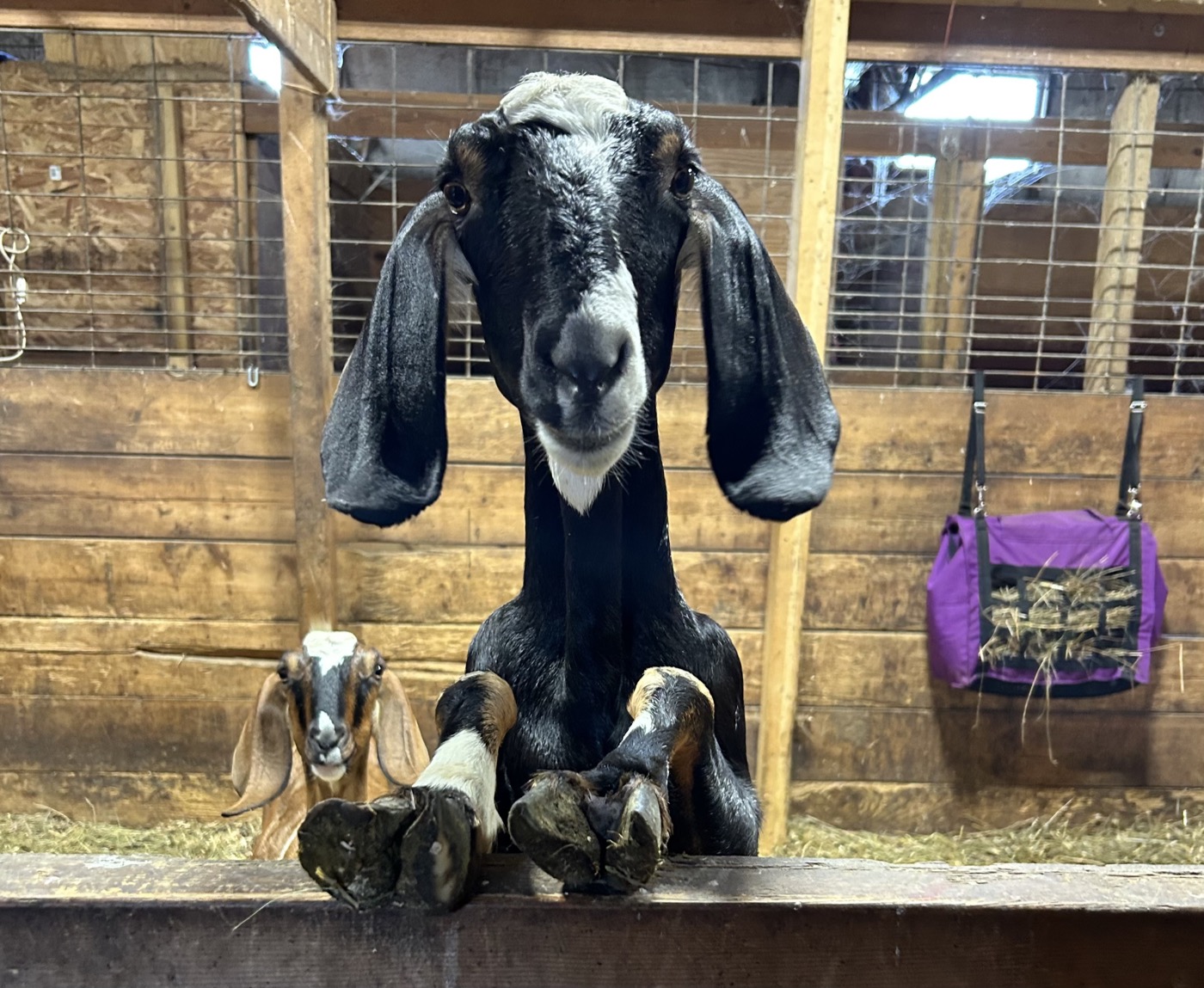 Meet the Animals