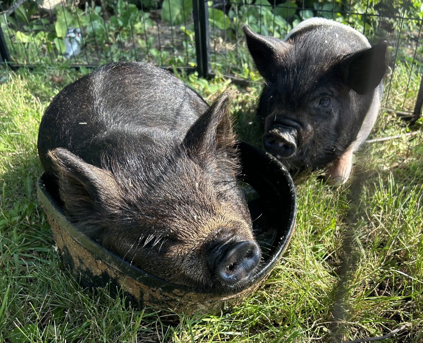 Barnyard Friends