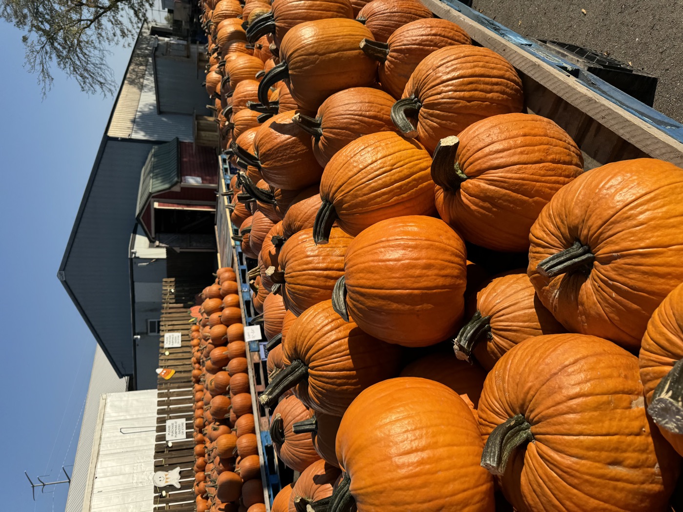 Pumpkin Patch